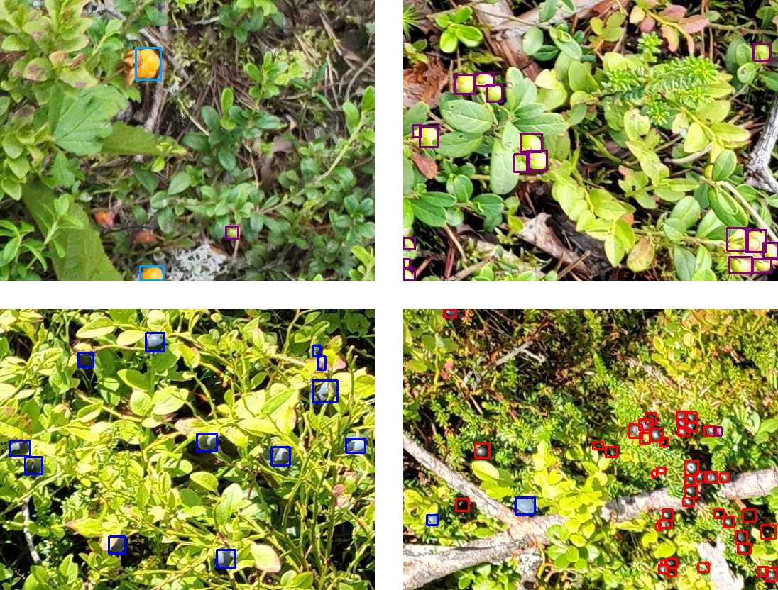 images_examples.png